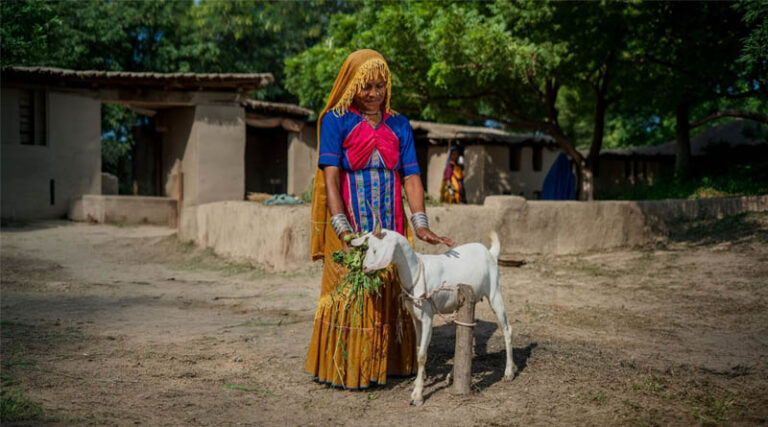 Helping Pakistan Strengthen Livestock Production And Access To Safer Crop Protection Solutions