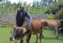How Growing Forage For Livestock Turned A Small Plot Into A Thriving Family Business