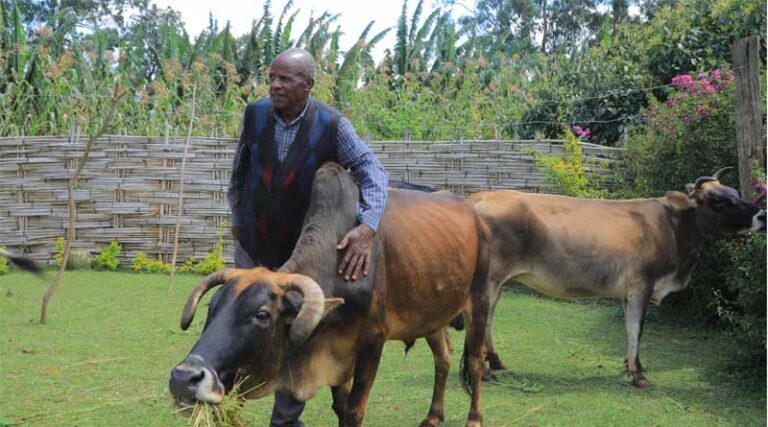 How Growing Forage For Livestock Turned A Small Plot Into A Thriving Family Business