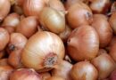 ICAR Scientists Identify Eight Stable, High-Yield Onion Genotypes Across India