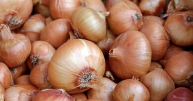 ICAR Scientists Identify Eight Stable, High-Yield Onion Genotypes Across India ICAR Scientists Identify Eight Stable, High-Yield Onion Genotypes Across India