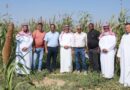 ICRISAT Identifies Sorghum and Pearl Millet Varieties for Saudi Arabia