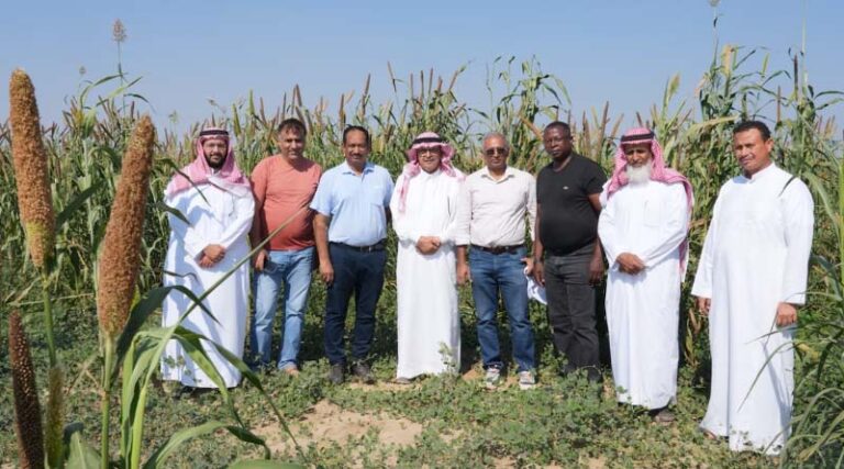 ICRISAT Identifies Sorghum and Pearl Millet Varieties for Saudi Arabia
