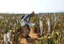 ICRISAT Pearl Millet Field Day Highlights Breeding Advances for Farmers’ Needs, Climate Resilience and Market Potential