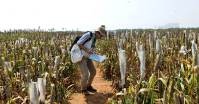 ICRISAT Pearl Millet Field Day Highlights Breeding Advances for Farmers’ Needs, Climate Resilience and Market Potential