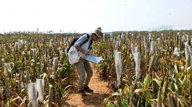 ICRISAT Pearl Millet Field Day Highlights Breeding Advances for Farmers’ Needs, Climate Resilience and Market Potential