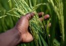 IMD Warns of Bay of Bengal Cyclone Risk Threatening Coastal India's Paddy Harvest