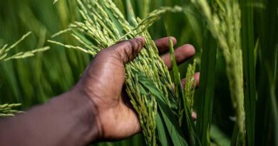IMD Warns of Bay of Bengal Cyclone Risk Threatening Coastal India's Paddy Harvest