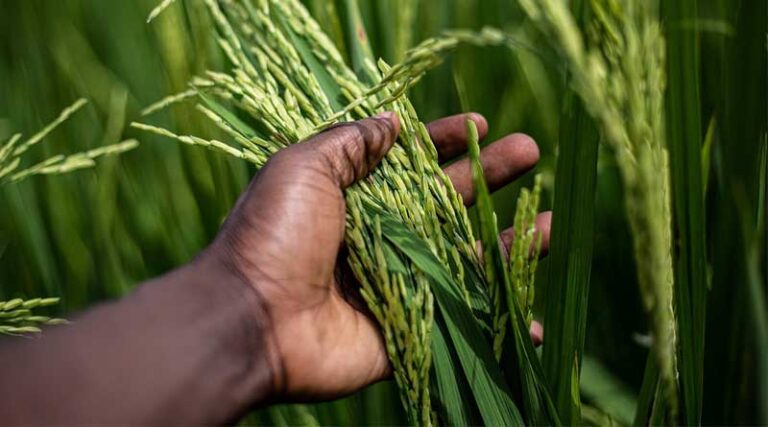 IMD Warns of Bay of Bengal Cyclone Risk Threatening Coastal India's Paddy Harvest