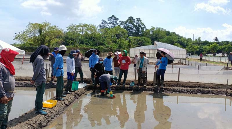 IRRI and BASF Expand Research Into Soil Carbon To Advance Low-emission Rice
