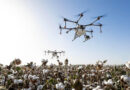 Illegal HTBt Cotton Covers Up to 30% of India’s Cotton Area Study