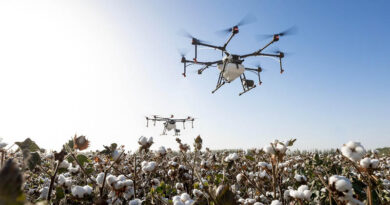 Illegal HTBt Cotton Covers Up to 30% of India’s Cotton Area: Study Illegal HTBt Cotton Covers Up to 30% of India’s Cotton Area Study