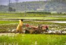 India Approves ₹5,547.99 Crore Procurement of Pulses and Oilseeds for Kharif 2026-27
