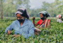 India FSSAI Proposes New Residue Limits for Acetamiprid and Imidacloprid in Tea