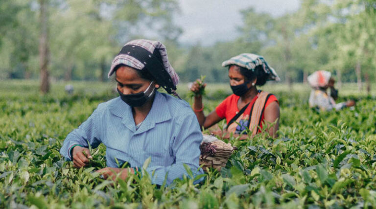 India FSSAI Proposes New Residue Limits for Acetamiprid and Imidacloprid in Tea