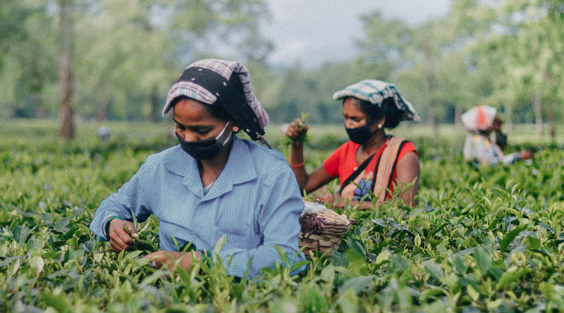 India FSSAI Proposes New Residue Limits for Acetamiprid and Imidacloprid in Tea