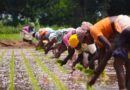 India Trims Foodgrain Target as Weak Monsoon and El Nino Squeeze Kharif Harvest