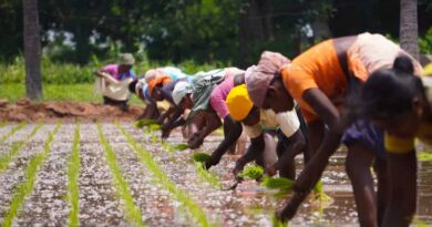 India Trims Foodgrain Target as Weak Monsoon and El Nino Squeeze Kharif Harvest India Trims Foodgrain Target as Weak Monsoon and El Nino Squeeze Kharif Harvest