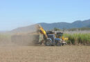Indian Farmers’ Organisation Demands Sugarcane Price of Rs 575 per Quintal, Seeks Changes to Government Committee