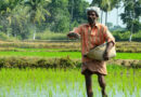 India's Fertiliser Stocks Hit Two-Year High for Rabi Season