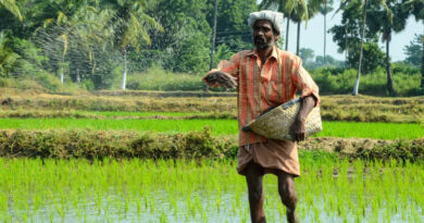 India's Fertiliser Stocks Hit Two-Year High for Rabi Season India's Fertiliser Stocks Hit Two-Year High for Rabi Season