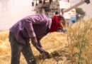 India's Fertilizer Subsidy Bill Could Cross ₹3 Lakh Crore This Fiscal Year