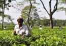 India's Food Regulator Proposes New Pesticide Residue Limits for Two Insecticides in Tea for Exports