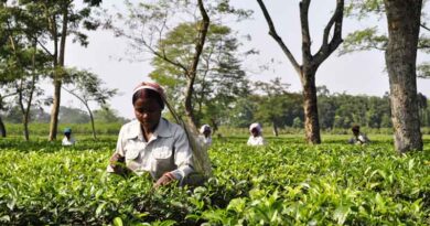India's Food Regulator Proposes New Pesticide Residue Limits for Two Insecticides in Tea for Exports India's Food Regulator Proposes New Pesticide Residue Limits for Two Insecticides in Tea for Exports