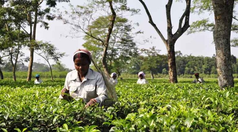 India's Food Regulator Proposes New Pesticide Residue Limits for Two Insecticides in Tea for Exports