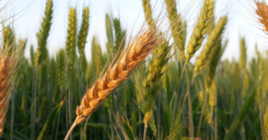 India’s Wheat Area Set to Hold Steady Despite Monsoon Shortfall India’s Wheat Area Set to Hold Steady Despite Monsoon Shortfall