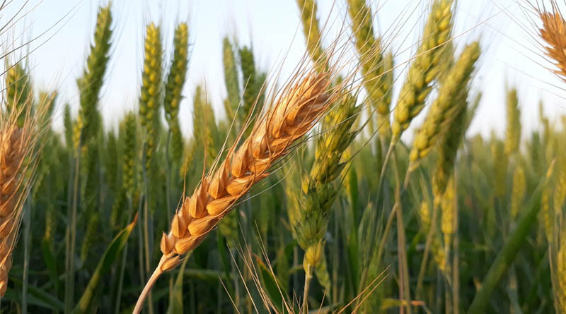 India’s Wheat Area Set to Hold Steady Despite Monsoon Shortfall
