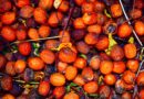 Indonesia Pushes Palm Oil Exports Toward Full State Control by 2027