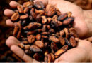 Indonesia Raises October Palm Oil and Cocoa Reference Prices