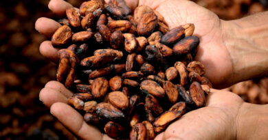 Indonesia Raises October Palm Oil and Cocoa Reference Prices