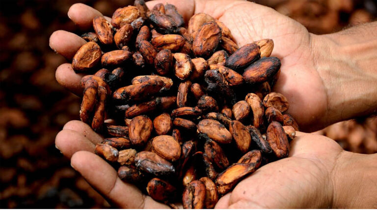 Indonesia Raises October Palm Oil and Cocoa Reference Prices