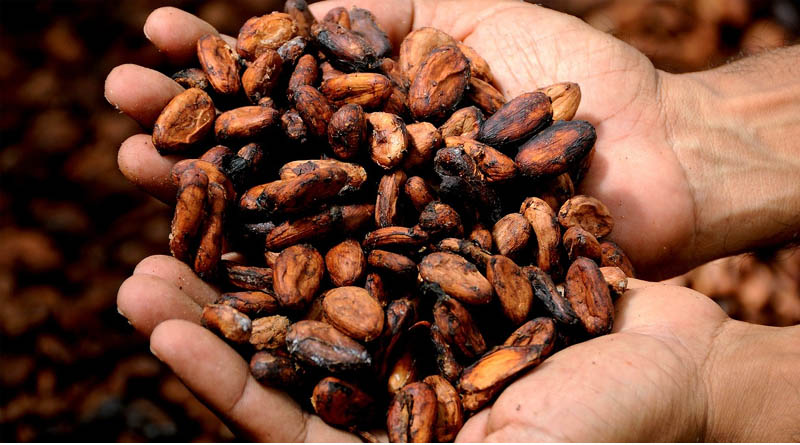 Indonesia Raises October Palm Oil and Cocoa Reference Prices