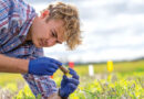 Inoculating Prior Cereal Crops To Improve Dry-sown Legumes