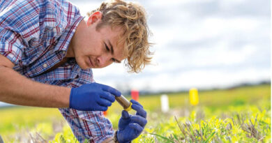 Inoculating Prior Cereal Crops To Improve Dry-sown Legumes