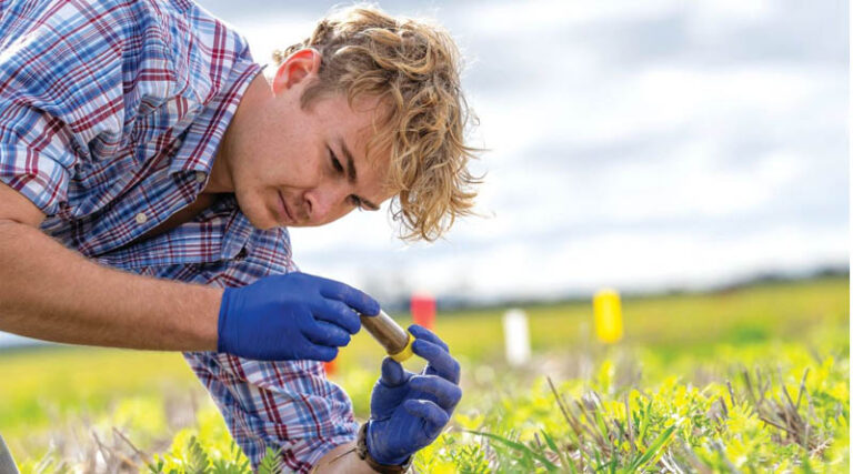 Inoculating Prior Cereal Crops To Improve Dry-sown Legumes