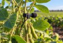 Insect Eavesdropper Lets Kansas Researchers Hear Hidden Soybean Pests