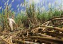 Karnataka Sugarcane Farmers Escalate Highway Protests Over Price Demands