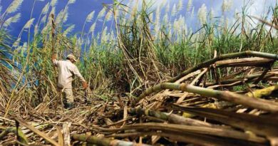 Karnataka Sugarcane Farmers Escalate Highway Protests Over Price Demands Karnataka Sugarcane Farmers Escalate Highway Protests Over Price Demands