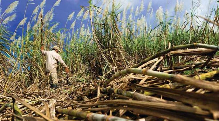 Karnataka Sugarcane Farmers Escalate Highway Protests Over Price Demands