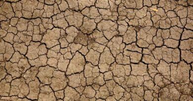 Karnataka's Drought Crisis Deepens as Crop Losses Approach Rs 46,000 Crore Karnataka's Drought Crisis Deepens as Crop Losses Approach Rs 46,000 Crore