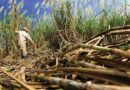 Karnataka’s Sugarcane Farmers Face Off With the State Over Cane Prices