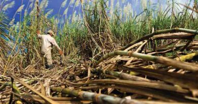 Karnataka’s Sugarcane Farmers Face Off With the State Over Cane Prices Karnataka’s Sugarcane Farmers Face Off With the State Over Cane Prices