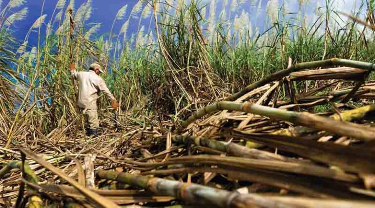 Karnataka’s Sugarcane Farmers Face Off With the State Over Cane Prices