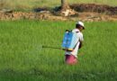 Madhya Pradesh Enforces Centre's Paraquat Dichloride Ban, Orders Stock Recalled and Destroyed