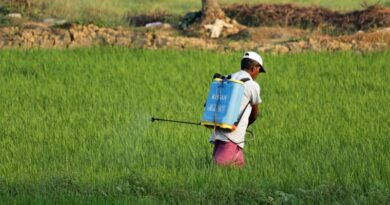 Madhya Pradesh Enforces Centre's Paraquat Dichloride Ban, Orders Stock Recalled and Destroyed Madhya Pradesh Enforces Centre's Paraquat Dichloride Ban, Orders Stock Recalled and Destroyed
