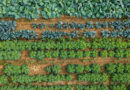 Magenta Solar Panels Boost Crop Light Efficiency in Swedish Field Trial